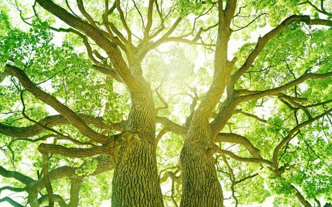 21 novembre si festeggia la Giornata nazionale degli alberi