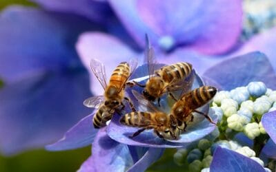 Guerlain Italia e Conapi insieme per proteggere le api