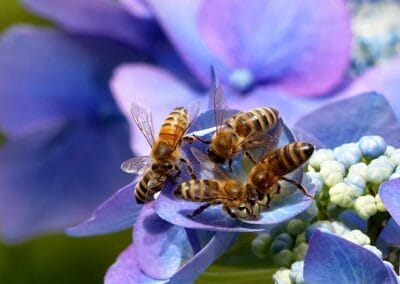 Guerlain Italia e Conapi insieme per proteggere le api