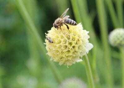 Le api: custodi della Biodiversità e protagoniste di innovazioni sostenibili