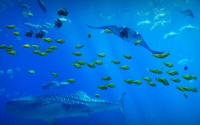 Biodiversità degli oceani: accordo globale sulla protezione e sull’uso sostenibile delle risorse e della biodiversità in alto mare