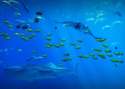 Biodiversità degli oceani: accordo globale sulla protezione e sull’uso sostenibile delle risorse e della biodiversità in alto mare
