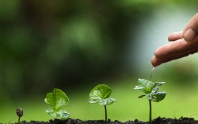 Olimpiadi di Parigi, con la medaglia gli Azzurri vincitori riceveranno in dono anche un albero e l’attestato di “ambasciatore dell’ambiente”. Un’idea lanciata a giugno da Pianeta 2030