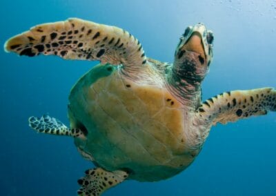 Tartaruga liuto di 300 chili trovata morta in mare