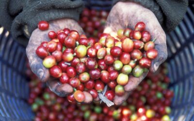 Sostenibilità, il caffè diventa strumento per dare un futuro alle donne in Guatemala