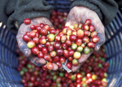 Sostenibilità, il caffè diventa strumento per dare un futuro alle donne in Guatemala