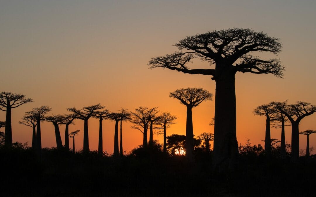 Yvonne Aki-Sawyerr, la sindaca degli alberi che lotta per il futuro di Freetown