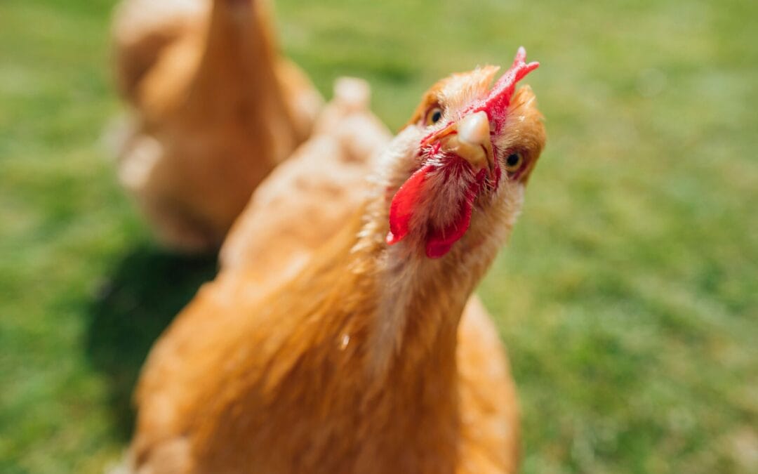 Vuoi adottare una gallina?