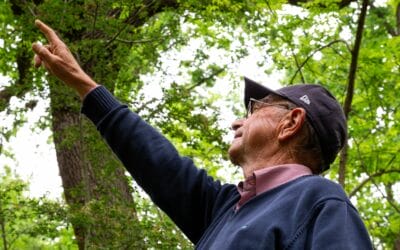 Le memorie degli alberi